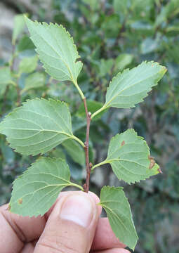 Image of Celtis planchoniana K. I. Christensen