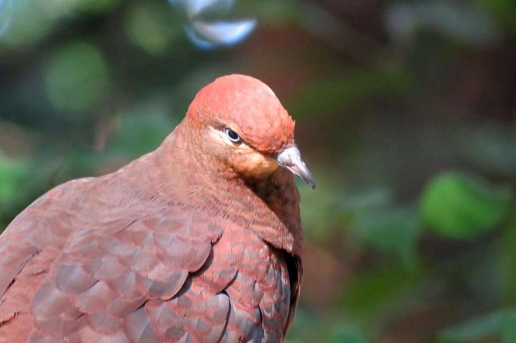 Image of Brown Cuckoo-Dove
