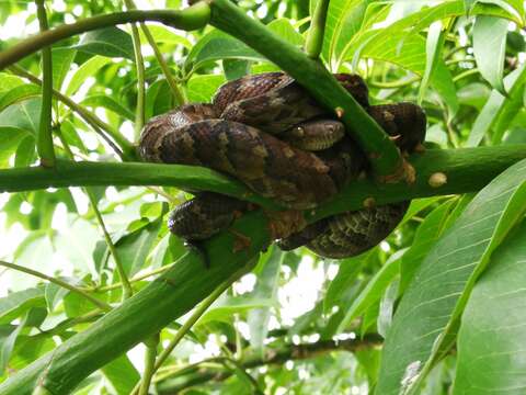 Image of Haitian Boa