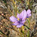 Image of Moraea worcesterensis Goldblatt