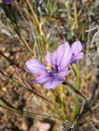 Image of Moraea worcesterensis Goldblatt