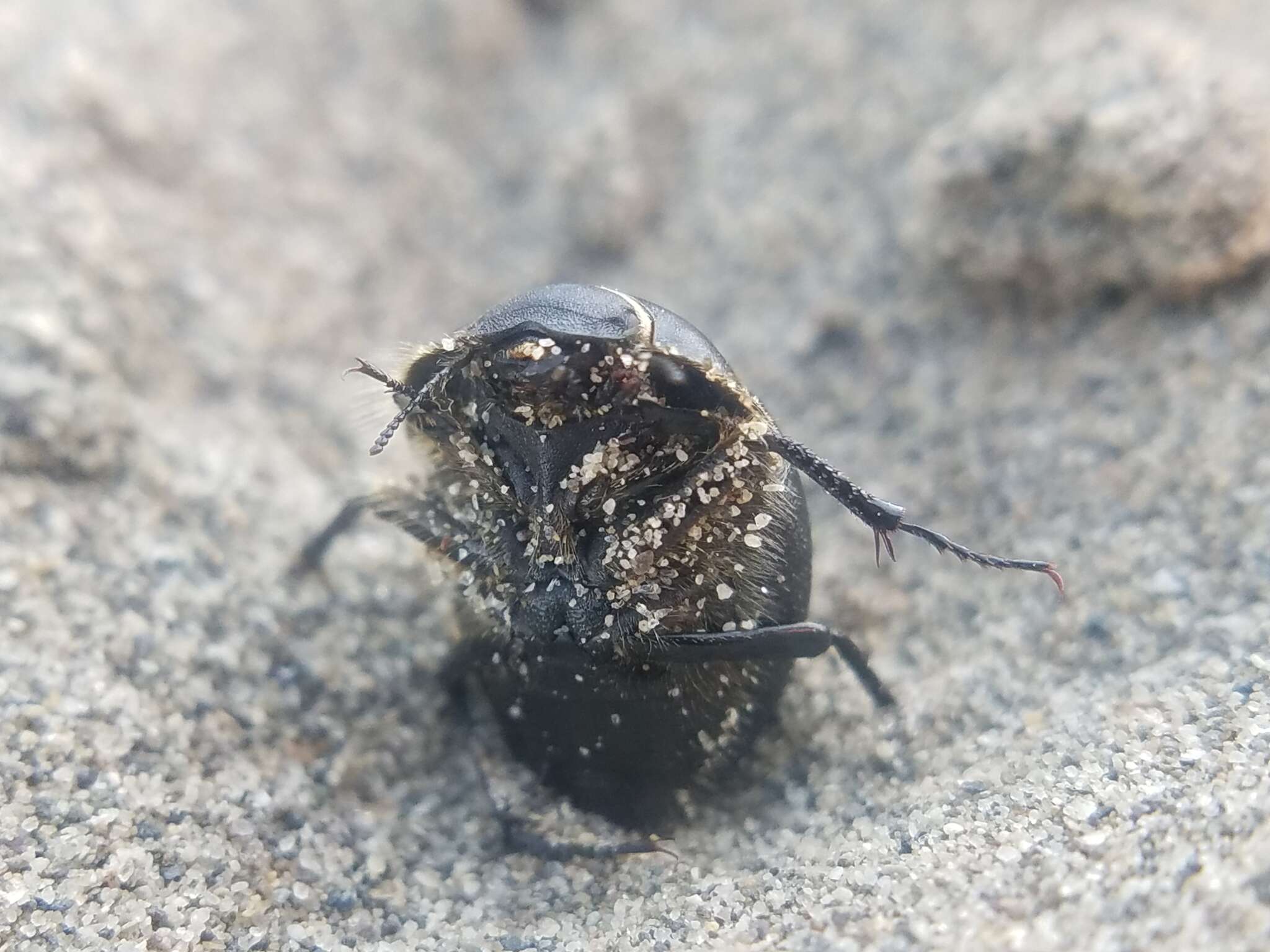 Image of Eusattus muricatus muricatus Le Conte 1851