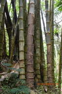 Imagem de Dendrocalamus asper (Schult. fil.) Backer