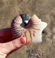 Image of chambered nautilus