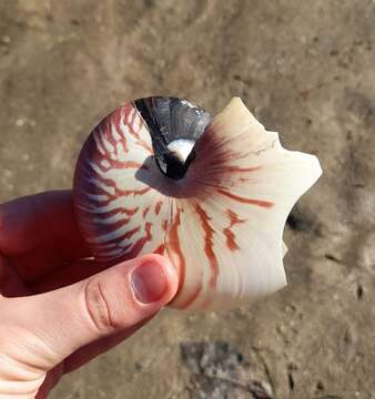 Image of chambered nautilus