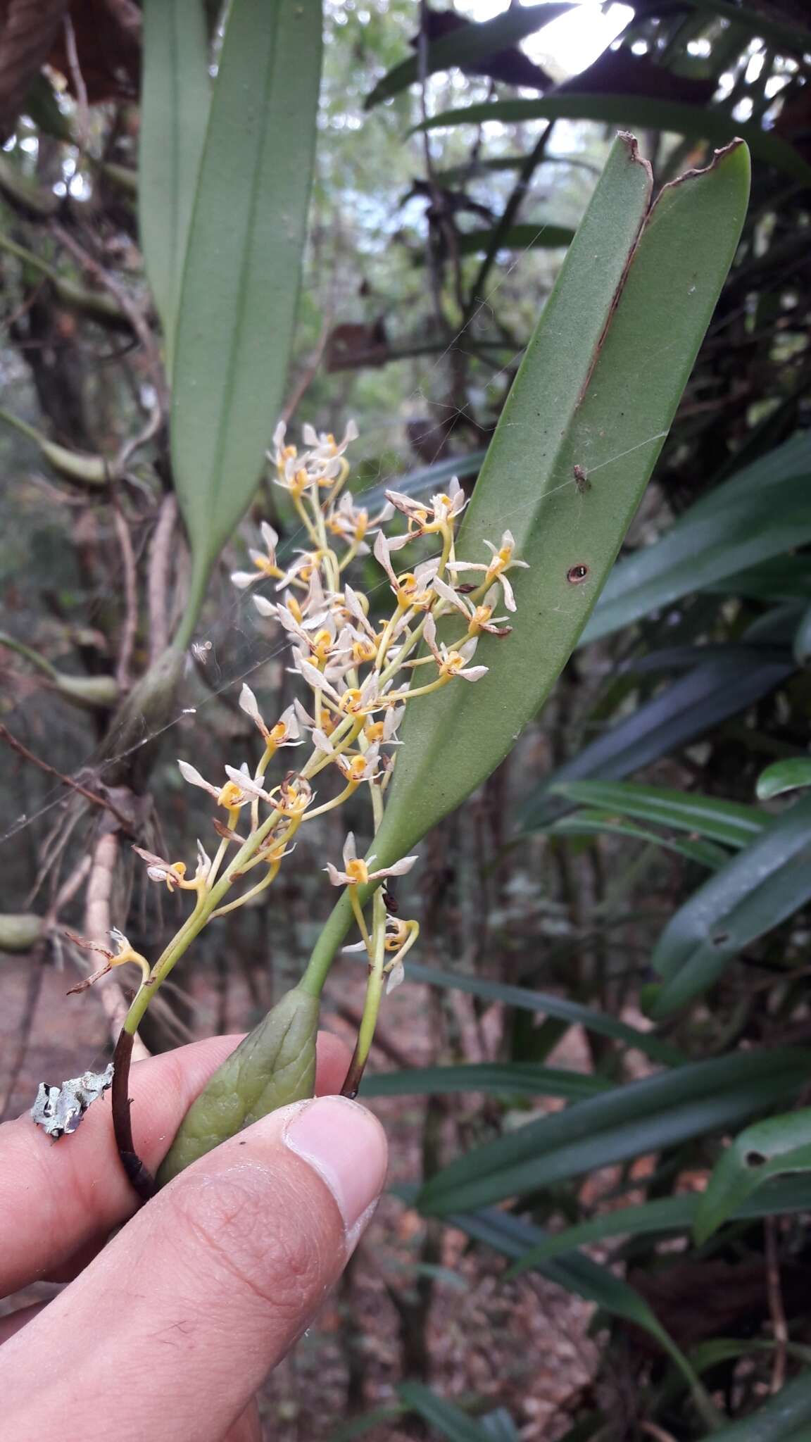 Image of Bulbophyllum gymnopus Hook. fil.