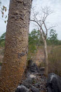 Image of Gyrocarpus americanus subsp. sphenopterus (R. Br.) Kubitzki