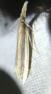 Image of Scarce Water-veneer