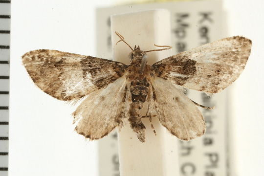 Image of <i>Eupithecia orbaria</i> Swinhoe 1904