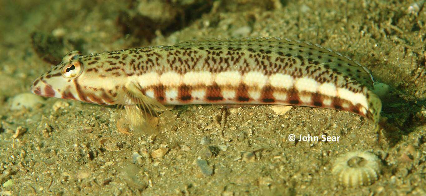 Image of White-streaked sandperch