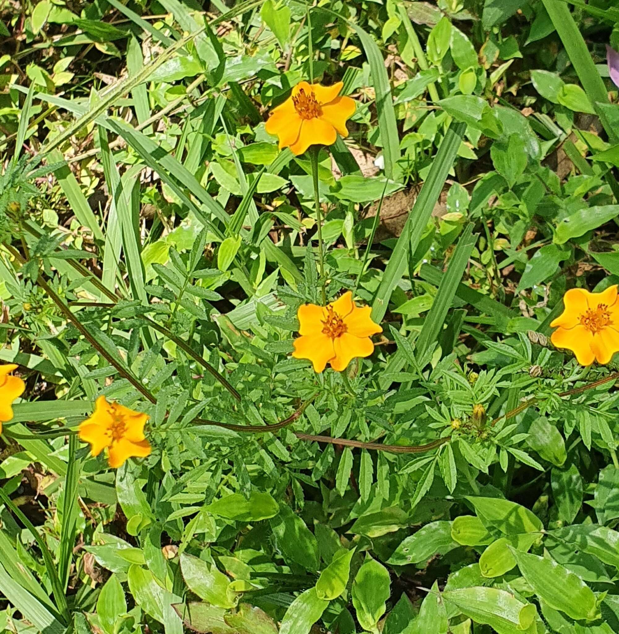 Tagetes tenuifolia Cav. resmi