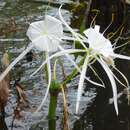 Image of Cow Creek Spiderlily