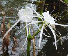 Image of Cow Creek Spiderlily