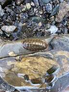 Image of Chiton virgulatus G. B. Sowerby II 1840