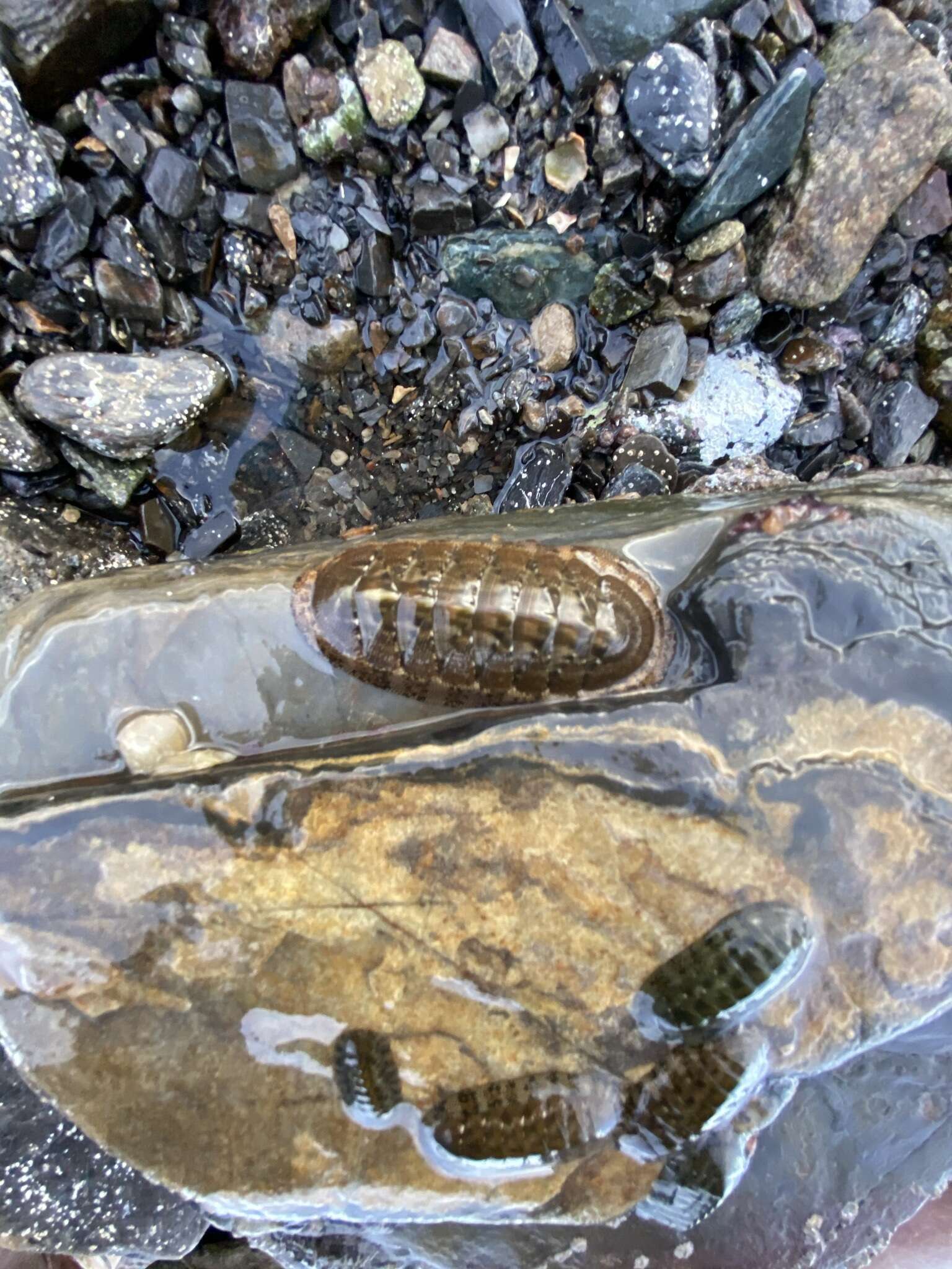 Image of Chiton virgulatus G. B. Sowerby II 1840