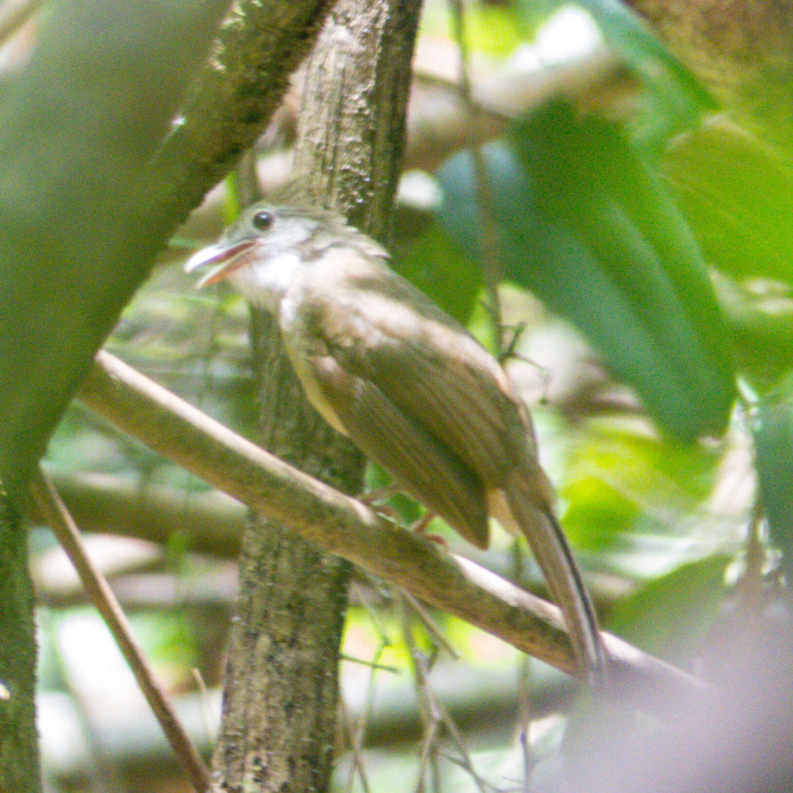 Imagem de Alophoixus ochraceus (Moore & F 1854)