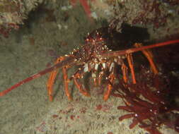 Image of Red Rock Lobster