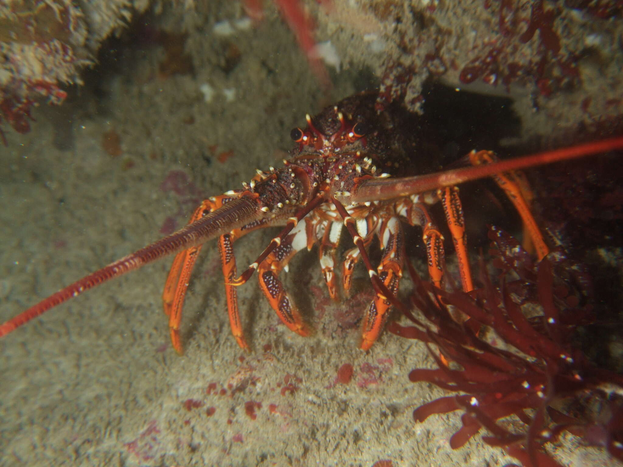 Image of Red Rock Lobster