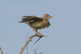 Image of Mirafra africana transvaalensis Hartert 1900