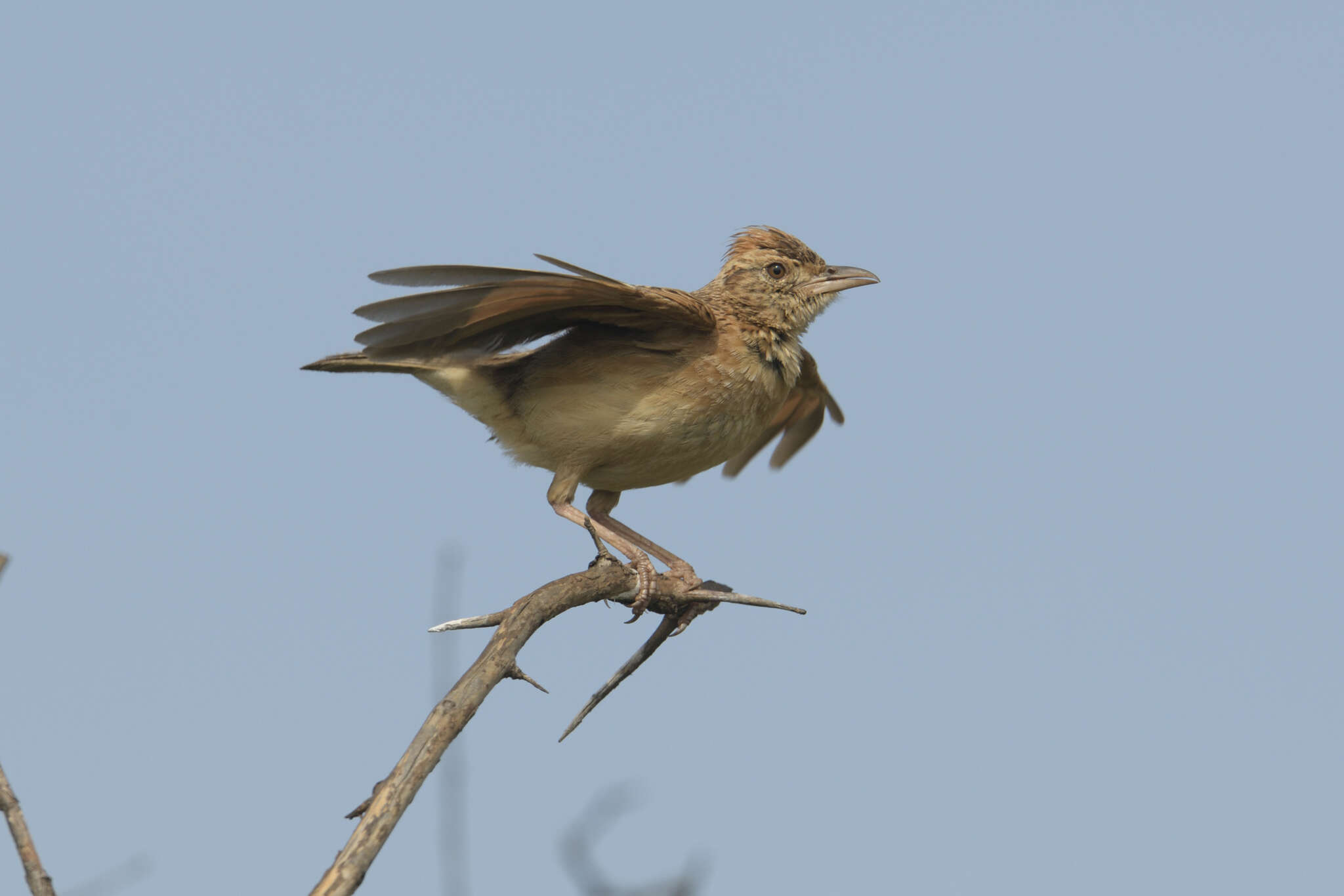 Image of Mirafra africana transvaalensis Hartert 1900