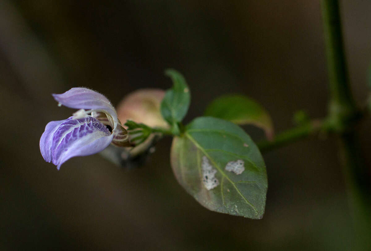 Image of Isoglossa floribunda C. B. Cl.