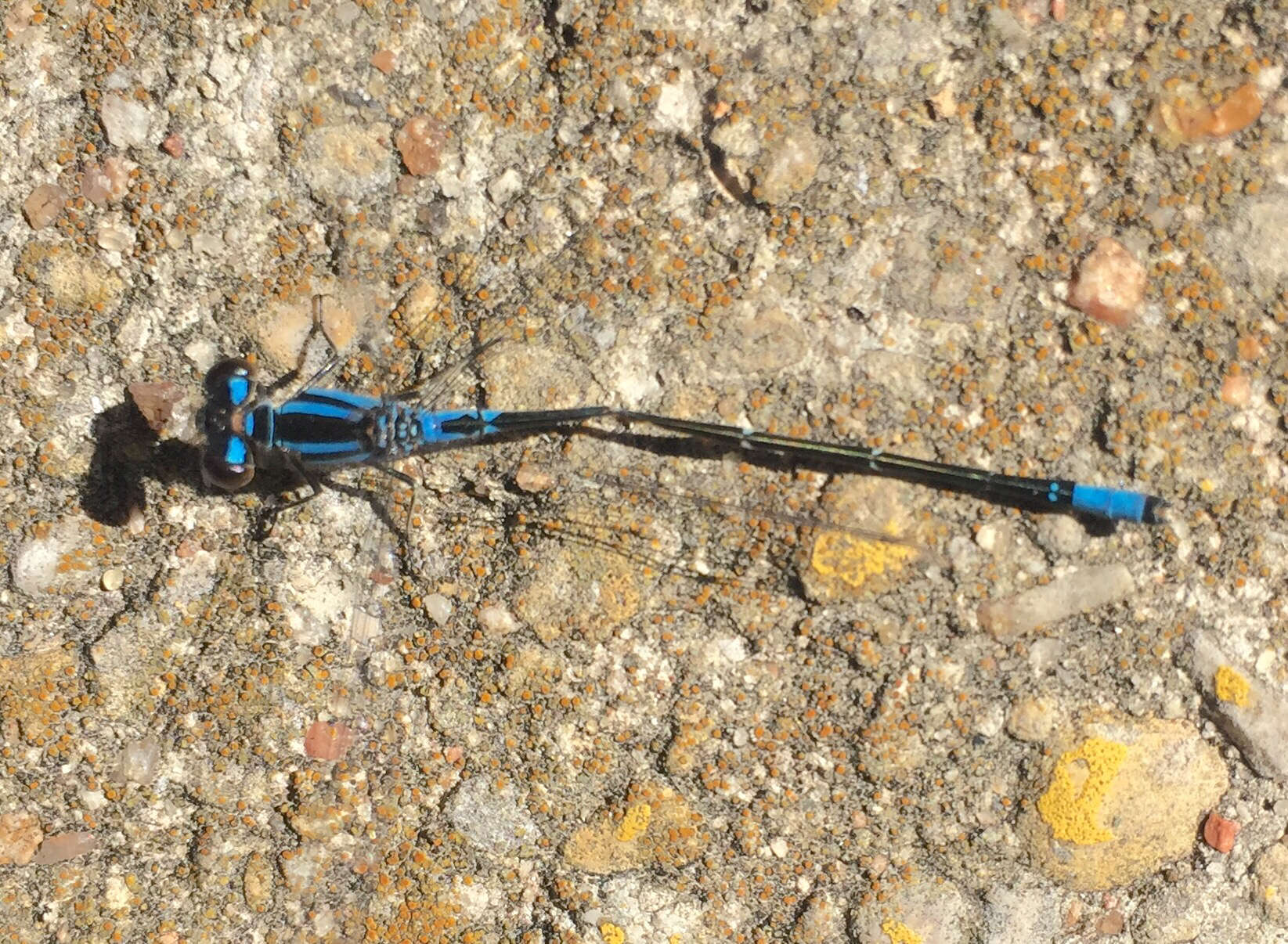 Image of Skimming Bluet