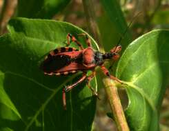 صورة Rhynocoris iracundus (Poda 1761)