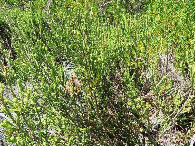 Image of Erica oblongiflora Benth.