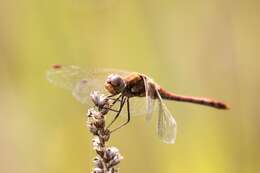 Image of Common Darter