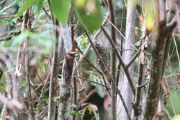 Image of Gray-crowned Woodpecker