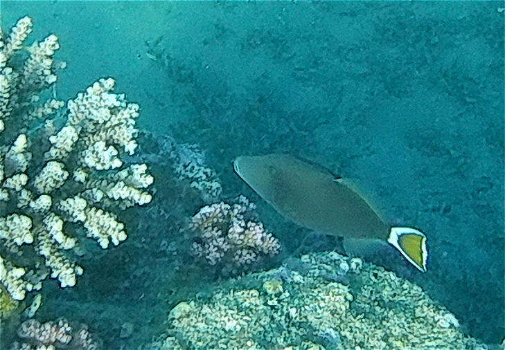 Image of Bluethroat triggerfish