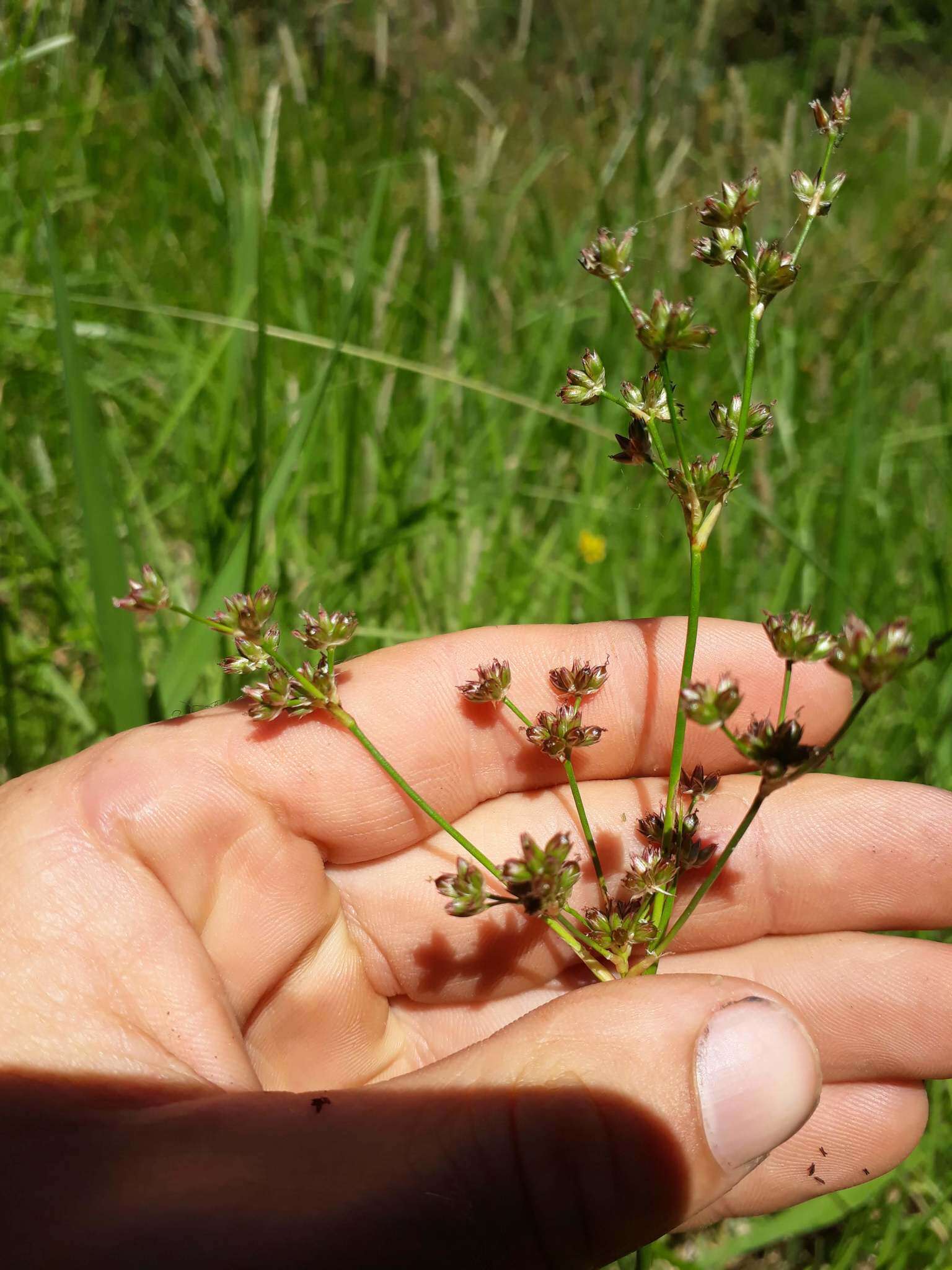 Sivun Juncus microcephalus Kunth kuva