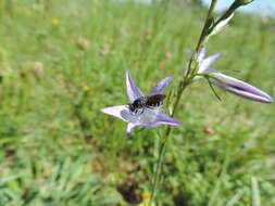 Lasioglossum costulatum (Kriechbaumer 1873)的圖片