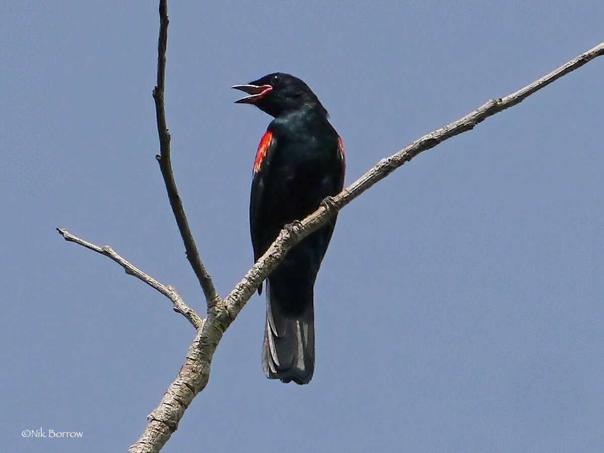 Image of Red-shouldered Cuckoo-shrike