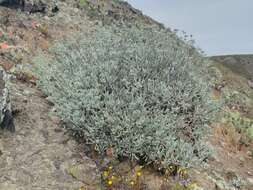 Imagem de Eriogonum giganteum var. formosum K. Brandegee