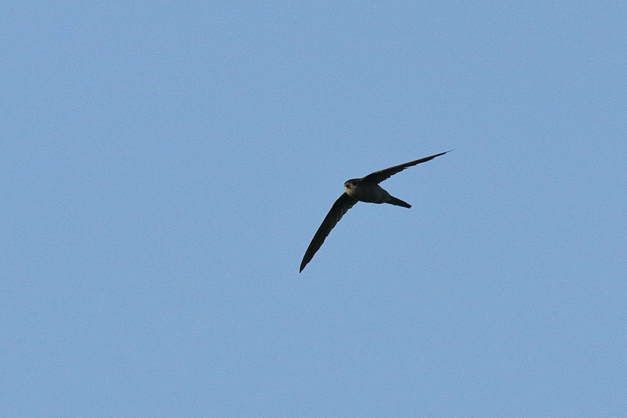 Image of Palm swift