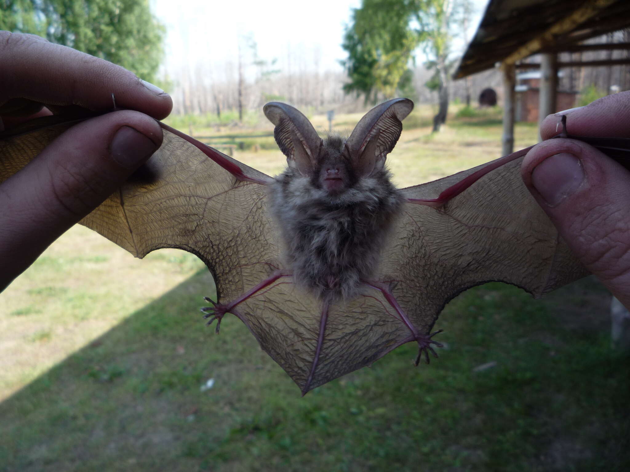 Image of Brown long-eared bat