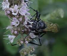 صورة Sphex pruinosus Germar 1817