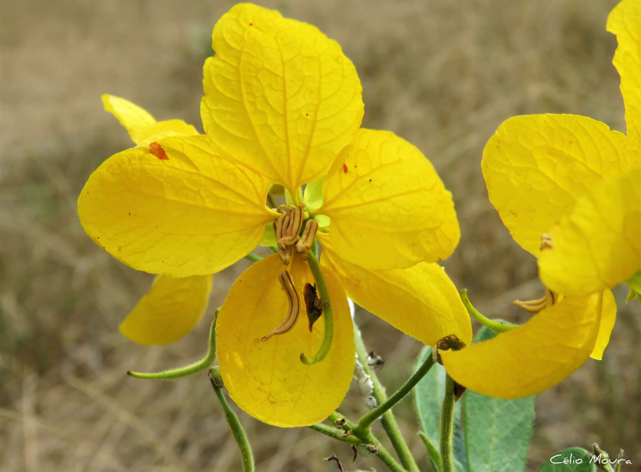 Sivun Senna rugosa (G. Don) H. S. Irwin & Barneby kuva