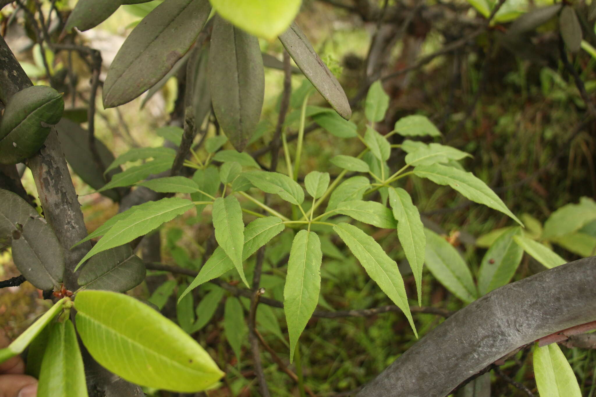 Panax pseudoginseng Wall. resmi