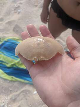 Image of giant box crab