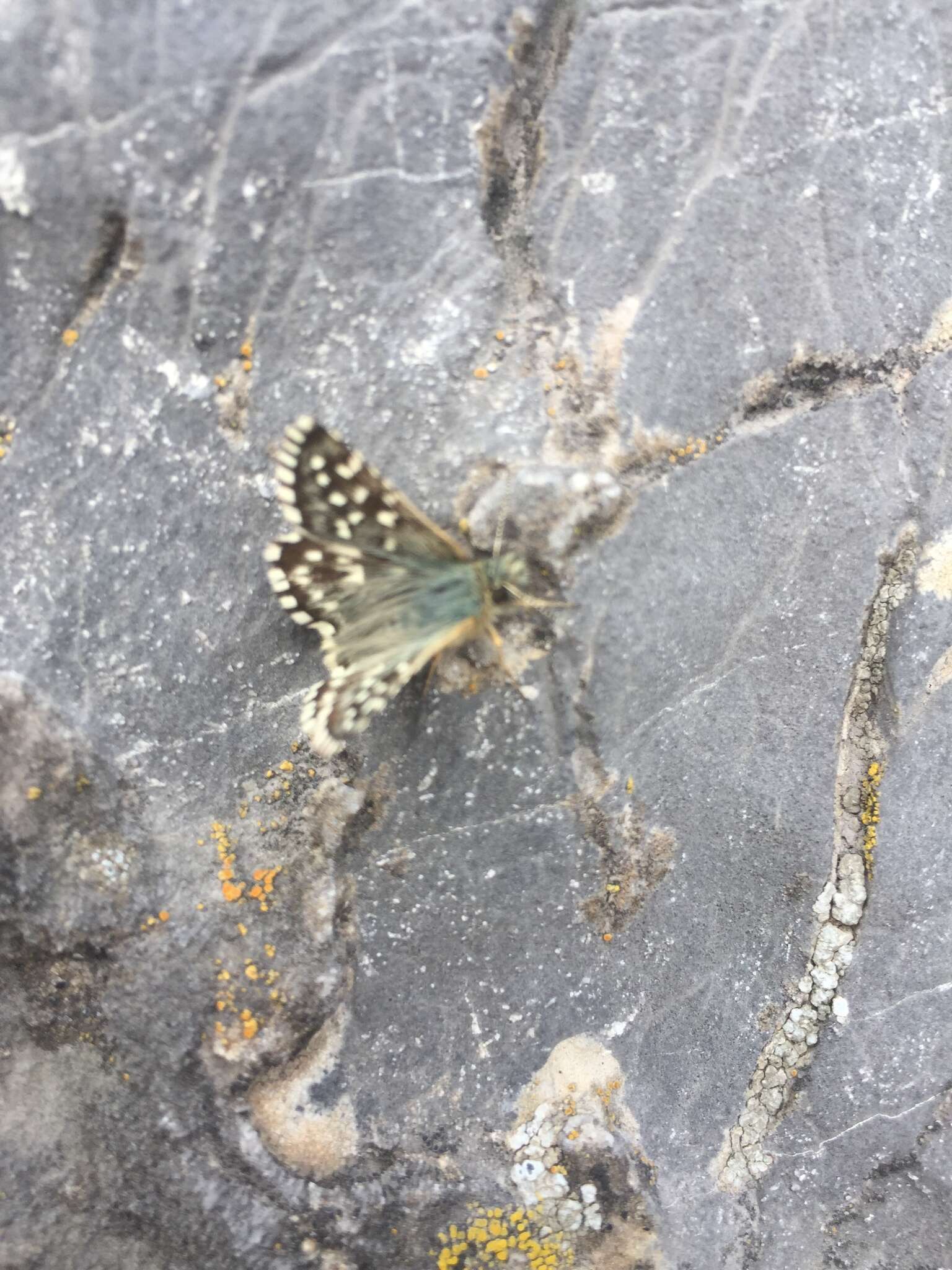 Image of Southern Grizzled Skipper