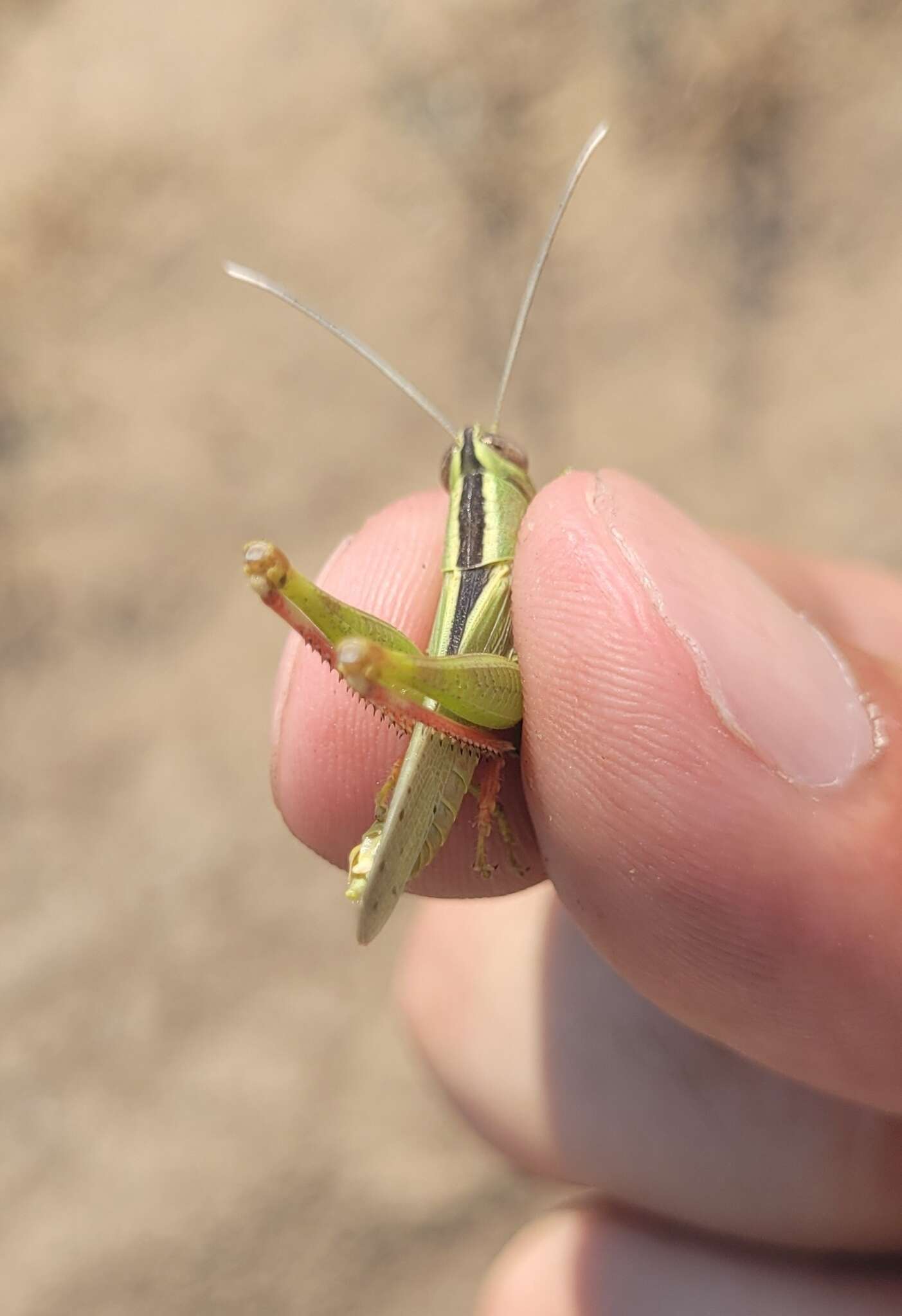 Heteracris pterosticha (Fischer von Waldheim 1833)的圖片