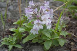 Image of Pennellianthus frutescens (Lamb.) Crosswhite