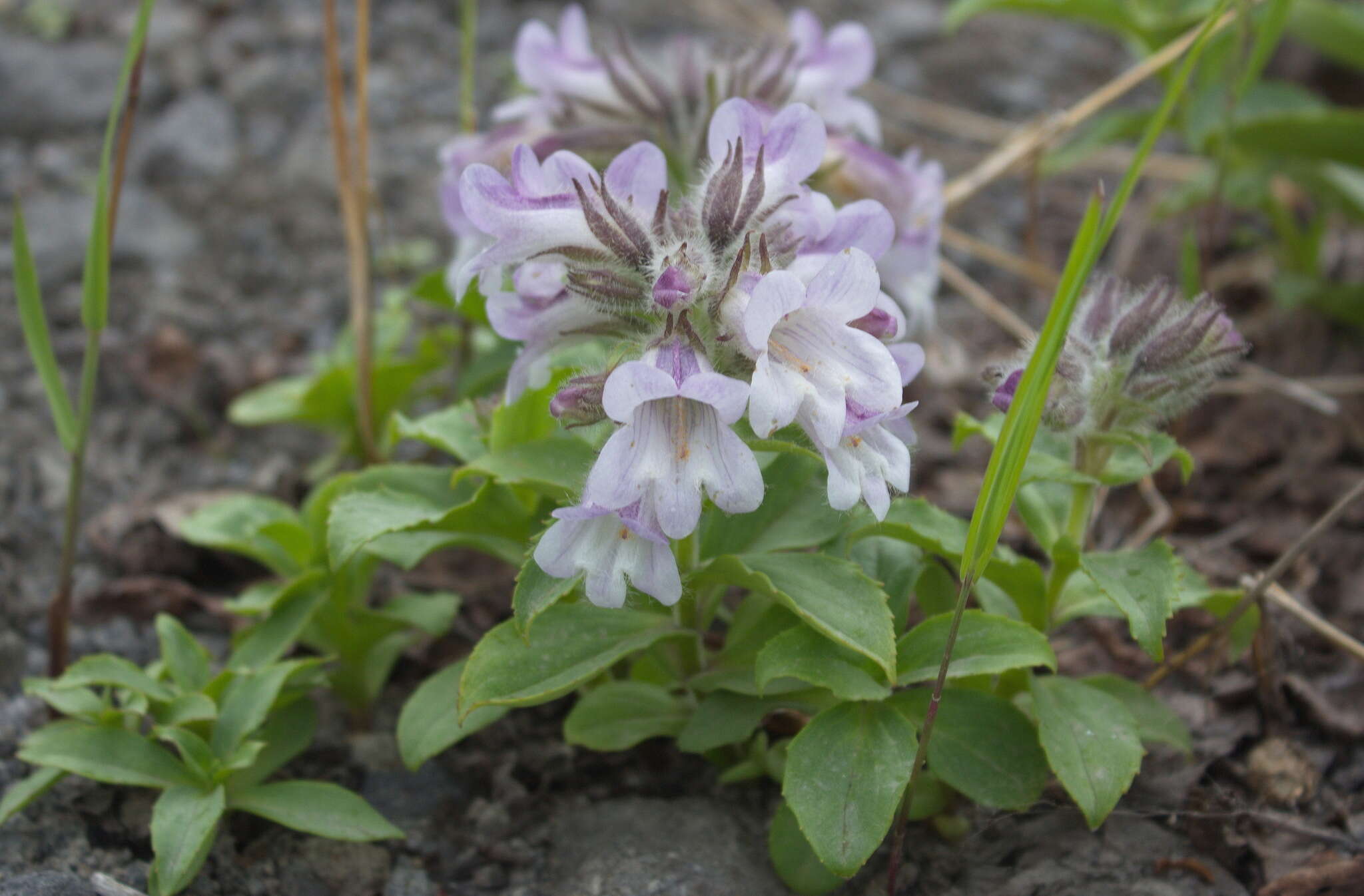 Image of Pennellianthus frutescens (Lamb.) Crosswhite