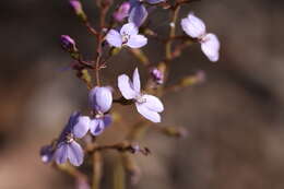 Image de Stylidium amoenum R. Br.