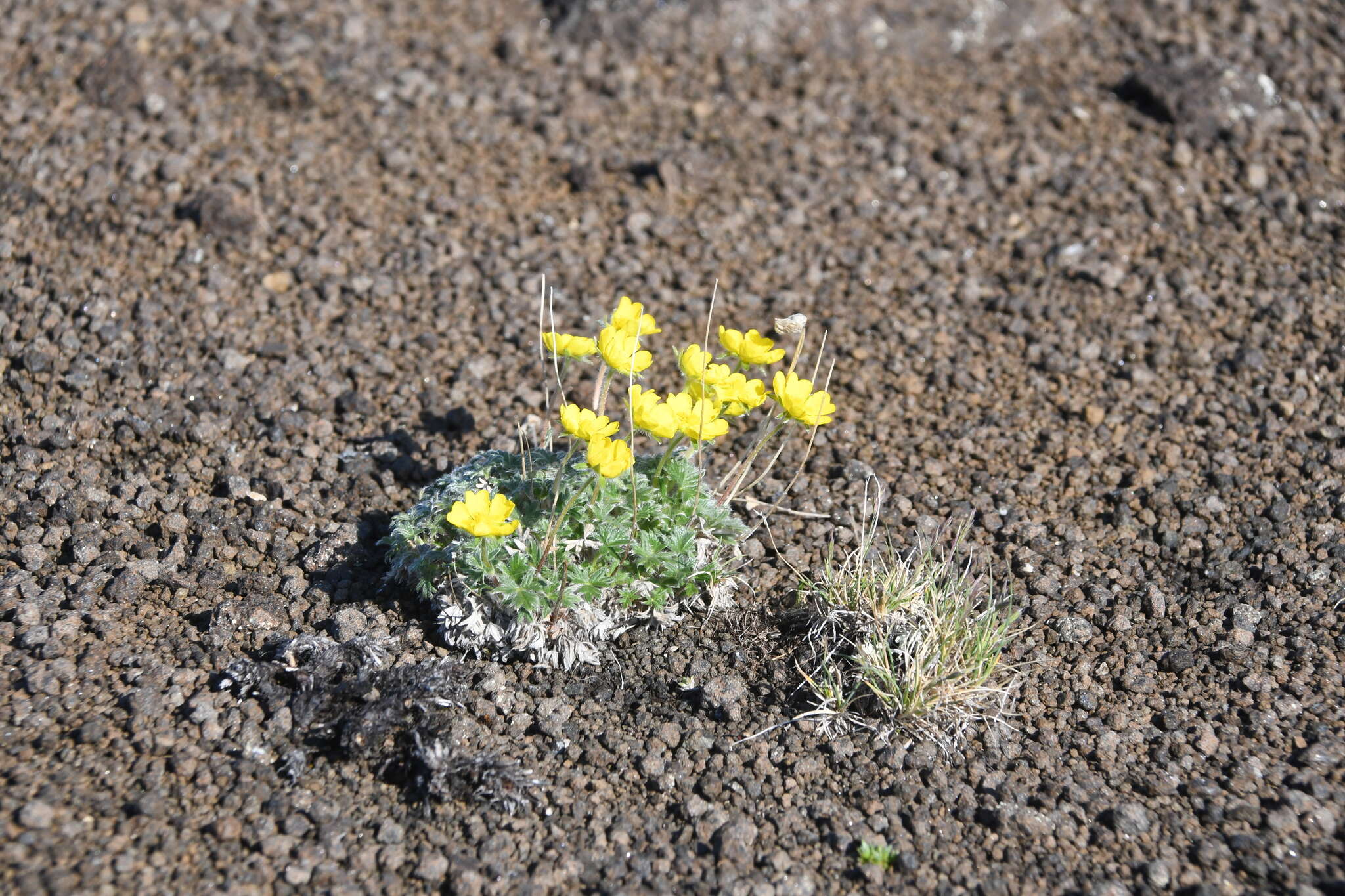 Image de Potentilla subvahliana B. A. Jurtzev