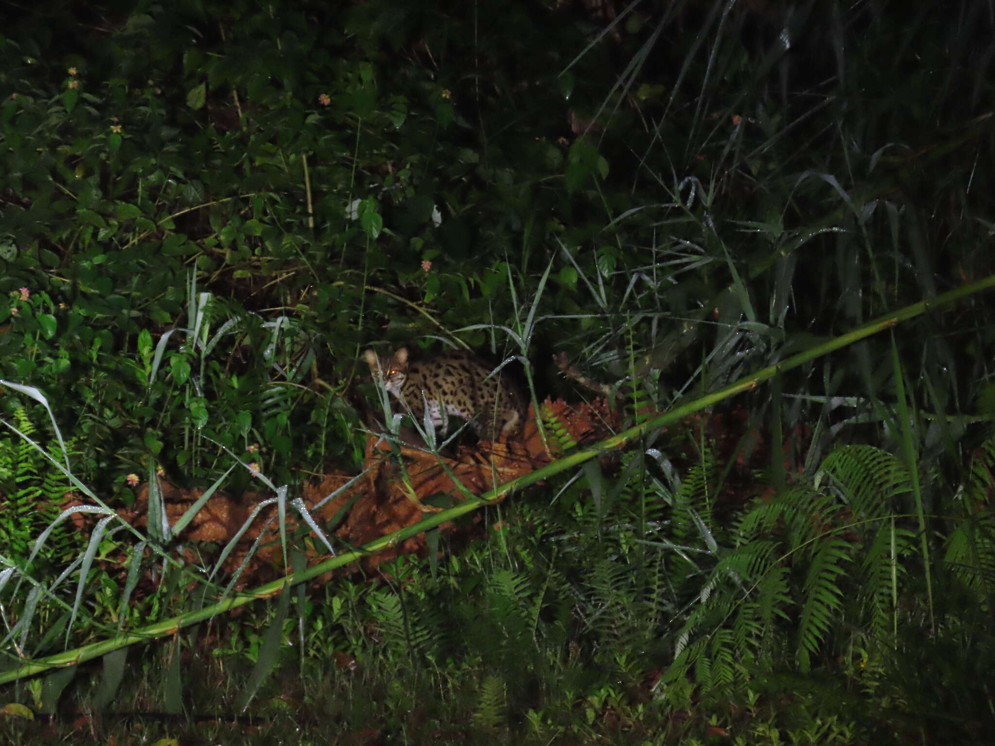 Image of Asian spotted cats