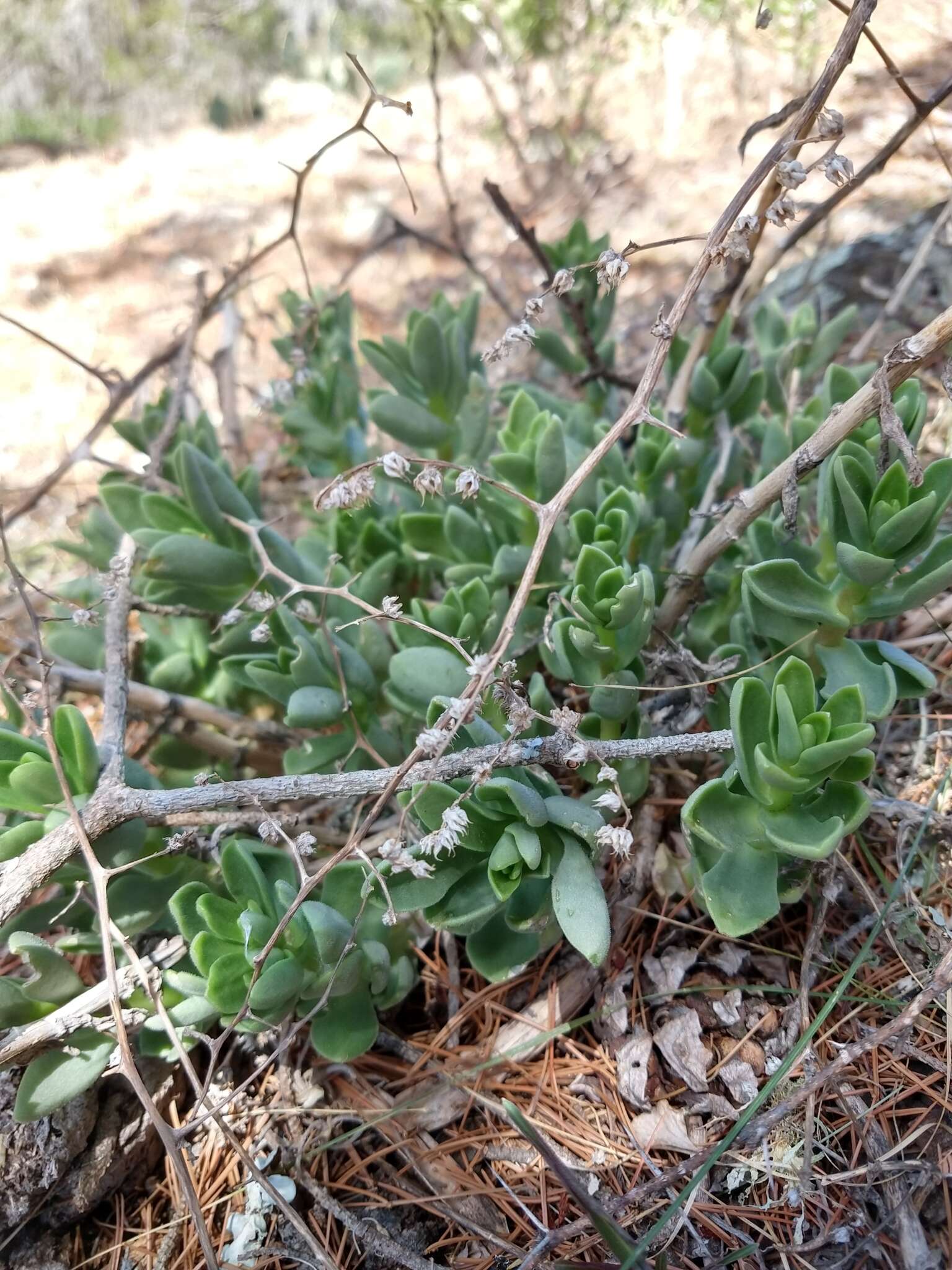 Sedum ebracteatum resmi