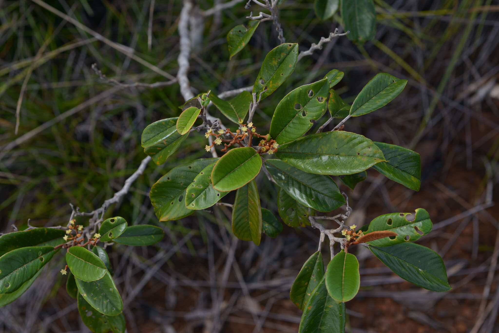 Image de Alphitonia neocaledonica (Schltr.) Guillaum.